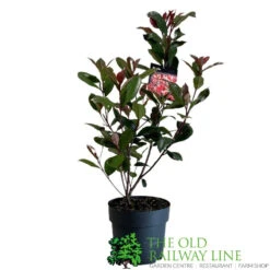 Photinia Fraseri 'Carré Rouge' 2Ltr Pot (NL) 7 Photinia Fraseri 'Carré Rouge' 2Ltr Pot (NL) -Longacres Shop 0000000398517