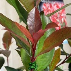 Photinia Fraseri 'Carré Rouge' 2Ltr Pot (NL) 6 Photinia Fraseri 'Carré Rouge' 2Ltr Pot (NL) -Longacres Shop 0000000398517 3