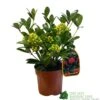 Skimmia Japonica 'Temptation' 2Ltr Pot (NL) -Longacres Shop 0000000398528
