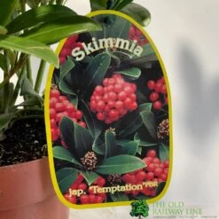 Skimmia Japonica 'Temptation' 2Ltr Pot (NL) -Longacres Shop 0000000398528 2