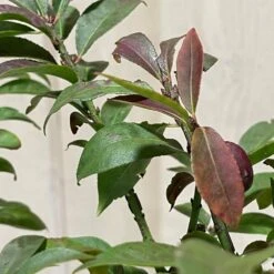 Euonymus Alatus 'Compactus' Plant 4Ltr Pot (NL) 7 Euonymus Alatus 'Compactus' Plant 4Ltr Pot (NL) -Longacres Shop 00000275 3