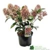 Skimmia Japonica 'Rubella' 3Ltr Pot (NL) -Longacres Shop 00000286