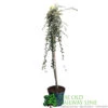 Cotoneaster 'Juliette' 80cm Tall (NL) 2 Cotoneaster 'Juliette' 80cm Tall (NL) -Longacres Shop 00000625