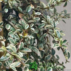 Longacres Shop 8 Longacres Shop -Longacres Shop 00000625 3