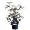 Sambucus Nigra 'Black Lace' Plant 3 Ltr Pot