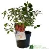 Cornus 'Midwinter Fire' Plant 3Ltr Pot (NL) -Longacres Shop 00001162