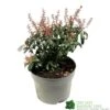 Pieris 'Bonfire' Plant 2Ltr Pot -Longacres Shop 00001641