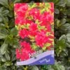 Azalea 'Geisha Red' Plant 3Ltr Pot (NL) 1 Azalea 'Geisha Red' Plant 3Ltr Pot (NL) -Longacres Shop 00001652