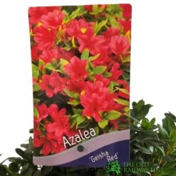 Azalea 'Geisha Red' Plant 3Ltr Pot (NL) 7 Azalea 'Geisha Red' Plant 3Ltr Pot (NL) -Longacres Shop 00001652 2
