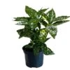 Aucuba Japonica 'Golden King' 2Ltr Pot (NL) 1 Aucuba Japonica 'Golden King' 2Ltr Pot (NL) -Longacres Shop 00002104
