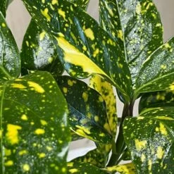 Longacres Shop 12 Longacres Shop -Longacres Shop 00002104 3