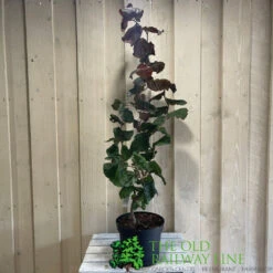 Corylus 'Red Majestic' Hazel Tree 70cm Tall (NL) 7 Corylus 'Red Majestic' Hazel Tree 70cm Tall (NL) -Longacres Shop 00002653 2