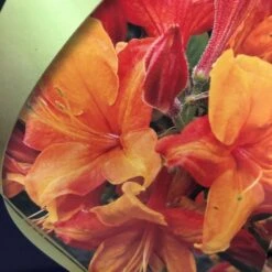 Azalea (Deciduous) 'Golden Eagle' 7.5Ltr Pot (NL) 8 Azalea (Deciduous) 'Golden Eagle' 7.5Ltr Pot (NL) -Longacres Shop 00002759 2