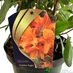 Azalea (Deciduous) 'Golden Eagle' 7.5Ltr Pot (NL) 9 Azalea (Deciduous) 'Golden Eagle' 7.5Ltr Pot (NL) -Longacres Shop 00002759