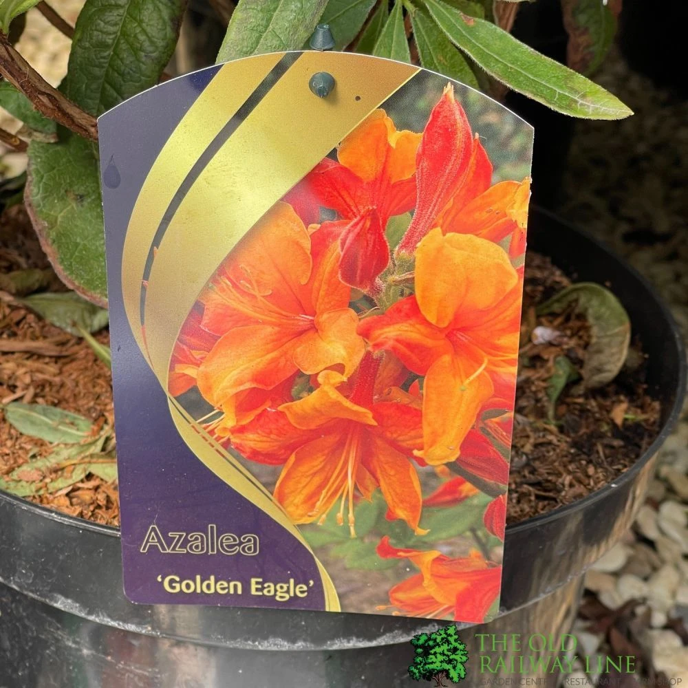 Azalea (Deciduous) 'Golden Eagle' 7.5Ltr Pot (NL) 3 Azalea (Deciduous) 'Golden Eagle' 7.5Ltr Pot (NL)