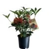 Skimmia Japonica 'Pabella' 1.5Ltr (NL) -Longacres Shop 00003295