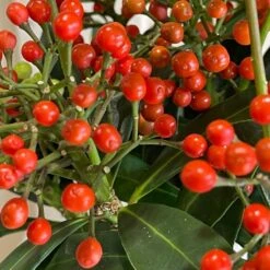 Skimmia Japonica 'Pabella' 1.5Ltr (NL) 5 Skimmia Japonica 'Pabella' 1.5Ltr (NL) -Longacres Shop 00003295 3 d383db05 9d89 41a3 9eae 8511a1953761