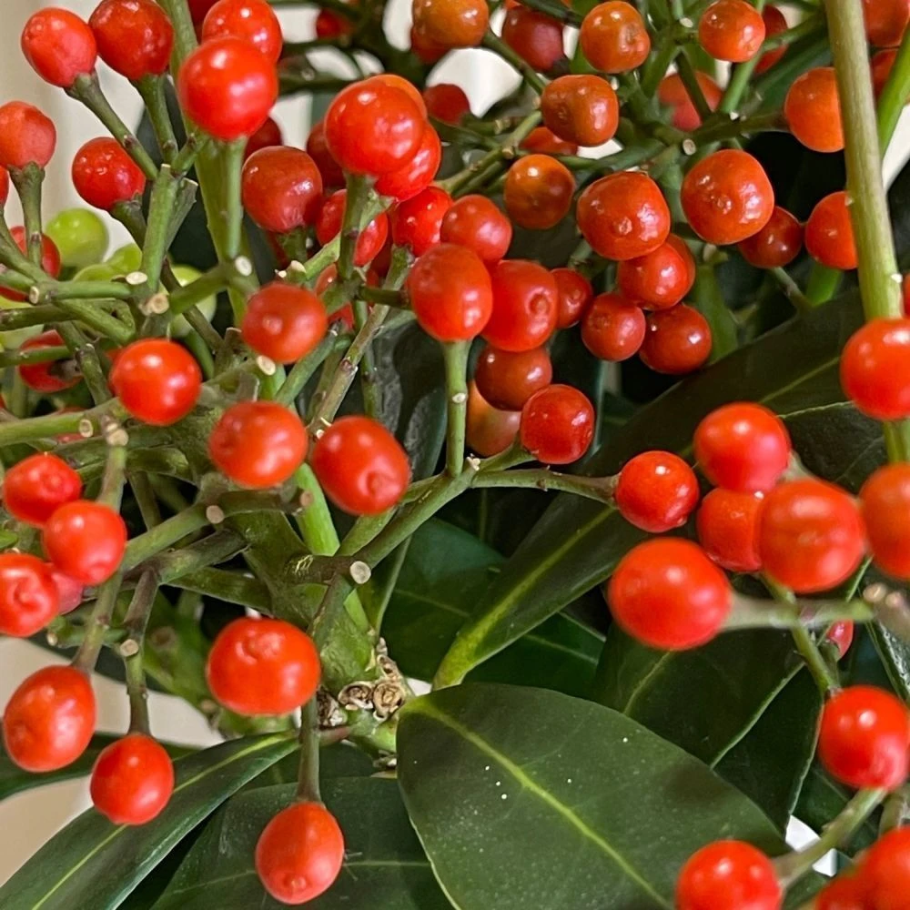 Skimmia Japonica 'Pabella' 1.5Ltr (NL) 4 Skimmia Japonica 'Pabella' 1.5Ltr (NL) - Image 2
