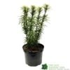 Cephalotaxus 'Korean Gold' Plum Yew Conifer 40cm Tall (NL) -Longacres Shop 00003296