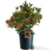 Skimmia Japonica 'Pabella' 4Ltr Pot (NL)