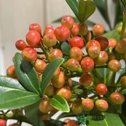 Skimmia Japonica 'Pabella' 4Ltr Pot (NL) 7 Skimmia Japonica 'Pabella' 4Ltr Pot (NL) -Longacres Shop 00004158 3