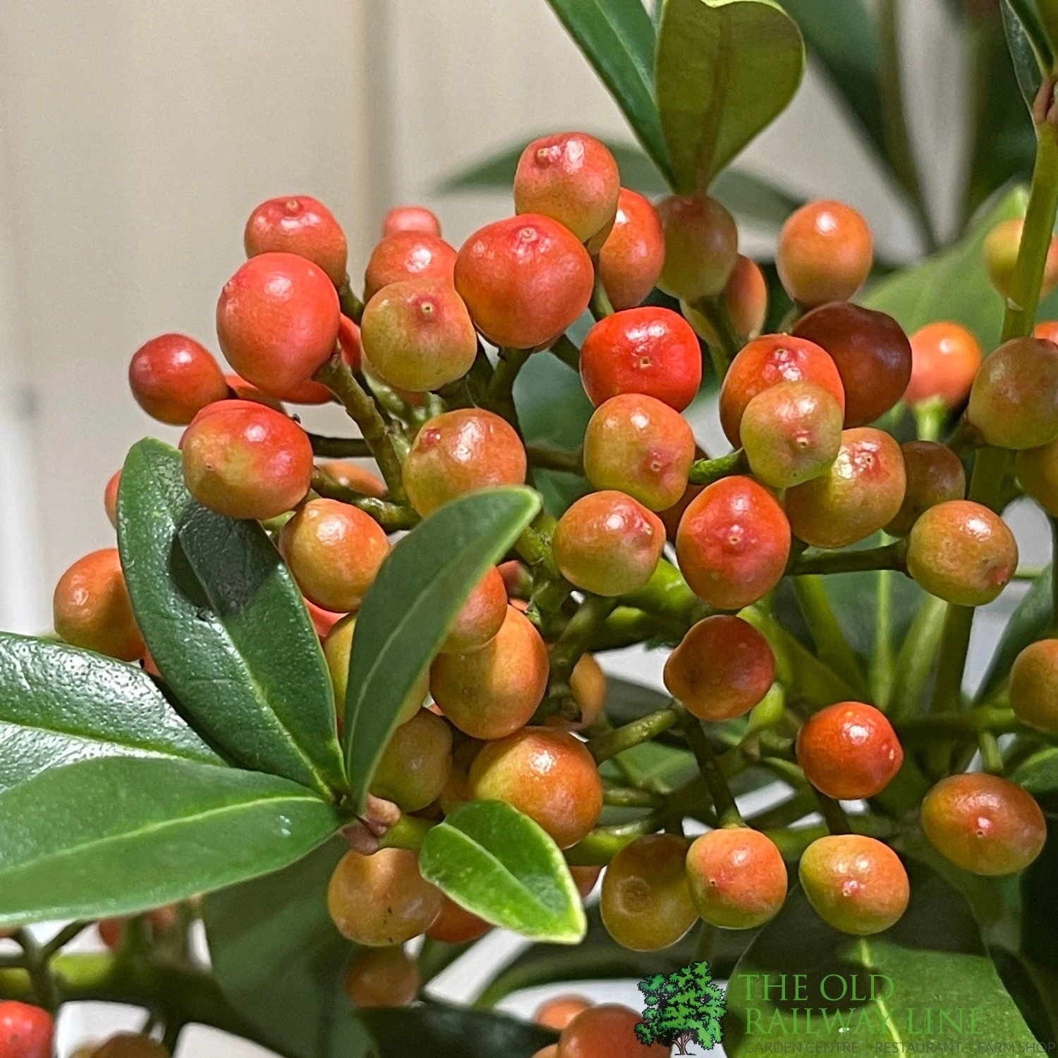 Skimmia Japonica 'Pabella' 4Ltr Pot (NL) 5 Skimmia Japonica 'Pabella' 4Ltr Pot (NL) - Image 3