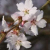 Prunus ‘Autumnalis Rosea' Cherry Blossom 120cm Tall (NL) -Longacres Shop 11997 2 800x800 1