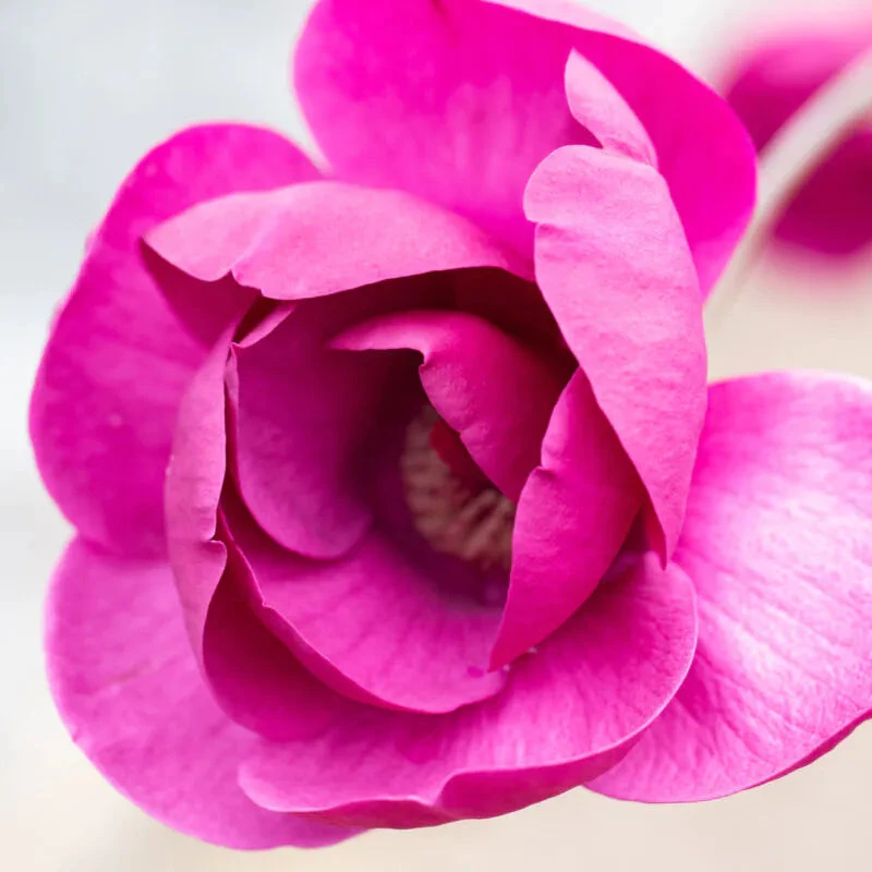 Magnolia 'Black Tulip' Tree 80cm Tall (NL) 4 Magnolia 'Black Tulip' Tree 80cm Tall (NL) - Image 2