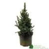 Picea 'Sanders Blue' Spruce Plant 3Ltr Pot (NL) 2 Picea 'Sanders Blue' Spruce Plant 3Ltr Pot (NL) -Longacres Shop 2000000675510 d1a785f9 e367 456d 83ae 983b2dd00a8b