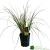 Cortaderia 'Pumila' 5Ltr Pot (NL)