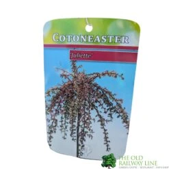 Cotoneaster 'Juliette' 80cm Tall (NL) 8 Cotoneaster 'Juliette' 80cm Tall (NL) -Longacres Shop 30001111 1