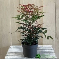 Nandina Domestica 'Obsessed' 2Ltr Pot (NL) -Longacres Shop 30002508 2