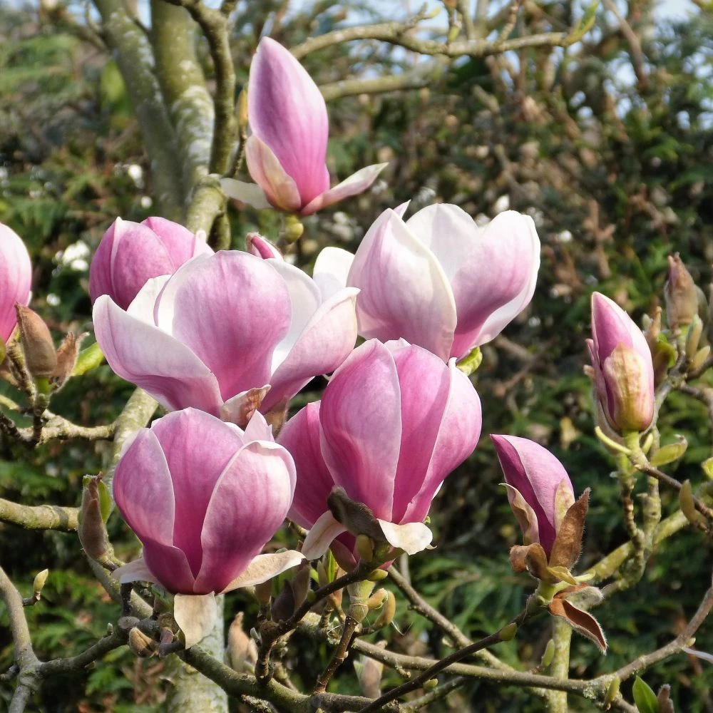 Magnolia 'Satisfaction' Tree 60cm Tall (NL) 3 Magnolia 'Satisfaction' Tree 60cm Tall (NL)