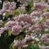 Prunus 'Kiku-Shidare Zakura' Tree 10Ltr Pot 1 Prunus 'Kiku-Shidare Zakura' Tree 10Ltr Pot -Longacres Shop 30181717