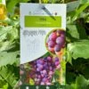 Grape 'Chasselas Rose' 3Ltr Pot 2 Grape 'Chasselas Rose' 3Ltr Pot -Longacres Shop 30198712