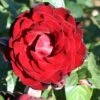 Whartons 'Dublin Bay' Climbing Rose Plant 4Ltr -Longacres Shop 5011622202265