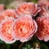 Whartons 'Flower Power' Peach Patio Rose 3Ltr 1 Whartons 'Flower Power' Peach Patio Rose 3Ltr -Longacres Shop 5011622202715 0de592ec 1913 4c15 86d7 ea81c9704953