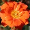 Whartons 'Sunseeker' Orange Patio Rose Plant 3Ltr Pot