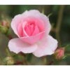 Pink Shrub Rose 'Bonica' 4Ltr Pot