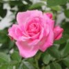 Whartons 'Carefree Days' Pink Patio Rose 3Ltr Pot 1 Whartons 'Carefree Days' Pink Patio Rose 3Ltr Pot -Longacres Shop 5011622204320 c348a09c 6519 482d 8cf0 071643869dff