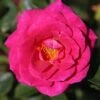 Whartons 'Gloriana' Climbing Rose Plant 4Ltr Pot -Longacres Shop 5011622207574