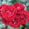 Red Patio Rose 'Sweet Wishes' 3Ltr Pot -Longacres Shop 5011622209240