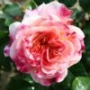 Pink Patio Rose 'Designer Sunset' 3Ltr