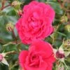 Whartons 'Ruby' Carpet Rose Plant 3Ltr 2 Whartons 'Ruby' Carpet Rose Plant 3Ltr -Longacres Shop 5011622210260
