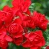 Flower Carpet Scarlet Rose 3 Ltr 2 Flower Carpet Scarlet Rose 3 Ltr -Longacres Shop 5011622210482