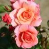 Whartons 'Summer Beauty' Floribunda Peach Bush Rose Plant 3Ltr Pot -Longacres Shop 5011622212134