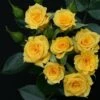 Whartons 'Flower Power Gold' Yellow Patio Rose 3Ltr