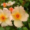 Apricot Climbing Rose 'Keith Maughan' 4Ltr Pot -Longacres Shop 5011622212493