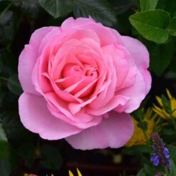 Pink Shrub Rose 'Pearl Of St. Lukes' 4Ltr Pot