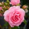 Pink Climbing Rose 'Mamma Mia Courtyard' 3Ltr Pot 1 Pink Climbing Rose 'Mamma Mia Courtyard' 3Ltr Pot -Longacres Shop 5011622220184